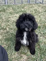 Moby, a male Yorkipoo for sale in Canton, SD – Photo 2 of 10