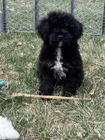 Moby, a male Yorkipoo for sale in Canton, SD – Photo 7 of 10