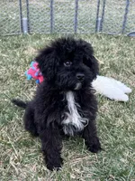 Moby, a male Yorkipoo for sale in Canton, SD – Photo 6 of 10