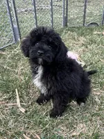 Moby, a male Yorkipoo for sale in Canton, SD – Photo 9 of 10