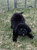 Moby, a male Yorkipoo for sale in Canton, SD – Photo 8 of 10