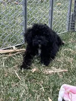 Moby, a male Yorkipoo for sale in Canton, SD – Photo 3 of 10