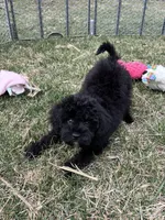 Moby, a male Yorkipoo for sale in Canton, SD – Photo 10 of 10