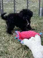 Moby, a male Yorkipoo for sale in Canton, SD – Photo 5 of 10