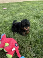 Cesar, a male Shihpoo for sale in Canton, SD – 8 of 10