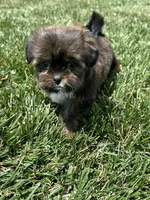 Sadie, a female Shorkie for sale in Canton, SD – 5 of 10