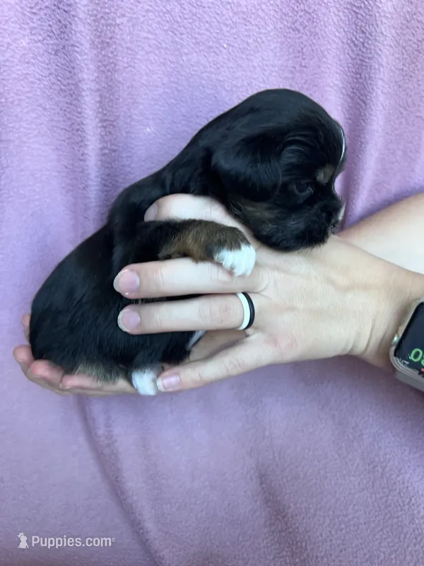 Gracie – Shorkie puppy for sale in Canton, SD