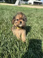 Wrenlee, a female Shorkie for sale in Canton, SD – 3 of 8