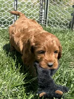 Prince , a male Miniature Goldendoodle for sale in Canton, SD – 2 of 10
