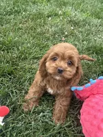 Aspen, a female Cockapoo for sale in Canton, SD – 5 of 7
