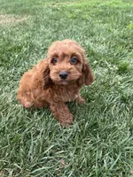 Aslan, a male Cockapoo for sale in Canton, SD – 7 of 7