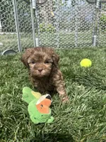Reed, a male Shihpoo for sale in Canton, SD – 6 of 8