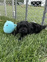Quick , a male Cockapoo for sale in Canton, SD – 6 of 9
