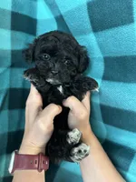 Ulric, a male Shihpoo for sale in Canton, SD – 4 of 4
