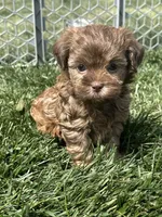 Reed, a male Shihpoo for sale in Canton, SD – 1 of 8