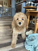 DJ, a male Cockapoo for sale in Canton, SD – 5 of 6