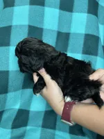 Ulric, a male Shihpoo for sale in Canton, SD – 3 of 4