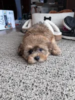 processed/06645dab-a538-484d-b318-f911e92e2a12/listing/63339eca-d57b-41b9-a56b-3d637bf8f9bf/0d0cae6a-41a2-4cc4-86a5-48122d588d15