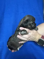 Sasha, a female Shorkie for sale in Canton, SD – 3 of 5