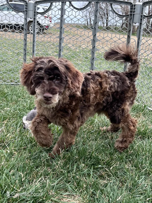 Kito  – Cockapoo puppy for sale in Canton, SD