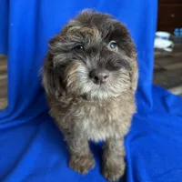 Kito , a male Cockapoo for sale in Canton, SD – Photo 3 of 8