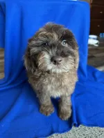 Kito , a male Cockapoo for sale in Canton, SD – Photo 3 of 8