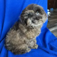 Kito , a male Cockapoo for sale in Canton, SD – Photo 1 of 8
