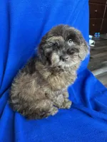 Kito , a male Cockapoo for sale in Canton, SD – Photo 1 of 8