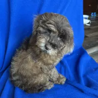 Kito , a male Cockapoo for sale in Canton, SD – Photo 6 of 8