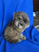 Kito , a male Cockapoo for sale in Canton, SD – Photo 6 of 8