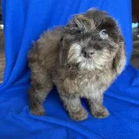 Kito , a male Cockapoo for sale in Canton, SD – Photo 2 of 8