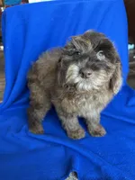 Kito , a male Cockapoo for sale in Canton, SD – Photo 2 of 8