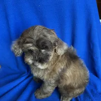 Kito , a male Cockapoo for sale in Canton, SD – Photo 4 of 8