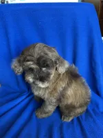 Kito , a male Cockapoo for sale in Canton, SD – Photo 4 of 8