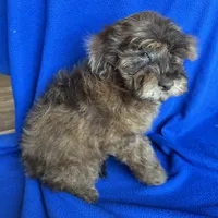 Kito , a male Cockapoo for sale in Canton, SD – Photo 7 of 8