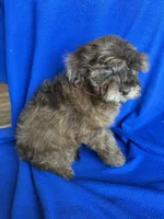 Kito , a male Cockapoo for sale in Canton, SD – Photo 7 of 8