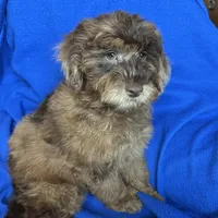 Kito , a male Cockapoo for sale in Canton, SD – Photo 5 of 8