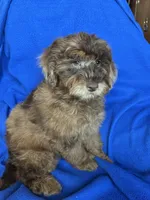 Kito , a male Cockapoo for sale in Canton, SD – Photo 5 of 8