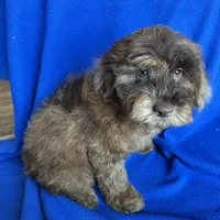 Kito , a male Cockapoo for sale in Canton, SD – Photo 8 of 8