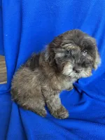 Kito , a male Cockapoo for sale in Canton, SD – Photo 8 of 8