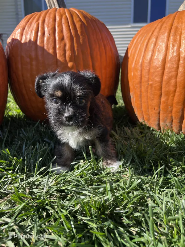 Gracie – Shorkie puppy for sale in Canton, SD