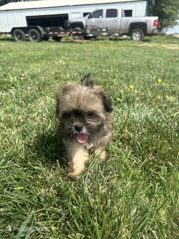 Wendy – Shorkie puppy for sale in Canton, SD