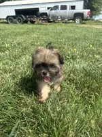 Wendy, a female Shorkie for sale in Canton, SD – 1 of 7