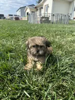 Whitney, a female Shorkie for sale in Canton, SD – 4 of 6
