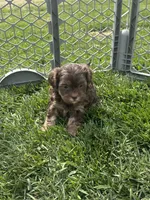 Rain, a female Shihpoo for sale in Canton, SD – 6 of 9