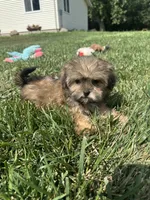 Whitney, a female Shorkie for sale in Canton, SD – 3 of 6