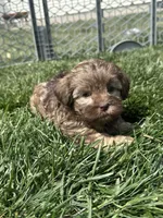 Roberto, a male Shihpoo for sale in Canton, SD – 4 of 8