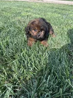 Crew, a male Shihpoo for sale in Canton, SD – 7 of 10