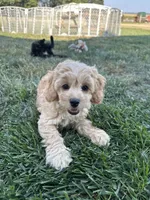 Demi, a female Cockapoo for sale in Canton, SD – 3 of 8