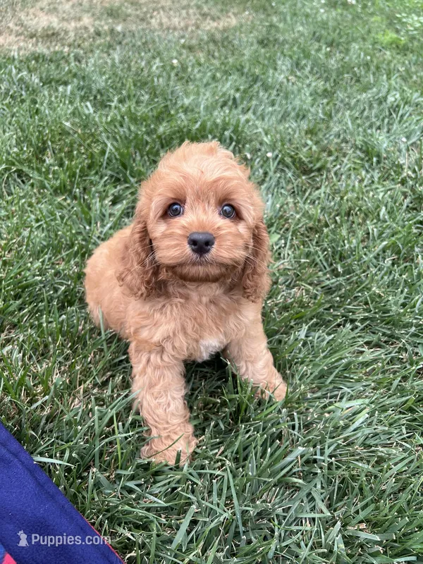 Alana – Cockapoo puppy for sale in Canton, SD